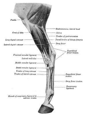 Fig. 42—Muscles of lower part of thigh, leg and foot; lateral view, o', Fascia lata; q, q', q'', biceps femoris; r, semitendinosus; 21', lateral condyle of tibia. The extensor brevis is visible in the angle between the long and lateral extensor tendons. (After Ellenberger-Baum, Anat. für Künstler.) (From Sisson's ''Anatomy of the Domestic Animals.'')