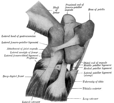 Fig. 43—Right stifle joint; lateral view. The femoro-patellar capsule was filled with plaster-of-Paris and then removed after the cast was set. The femoro-tibial capsule and most of the lateral patellar ligament are removed. M. Lateral meniscus. (From Sisson's ''Anatomy of the Domestic Animals.'')