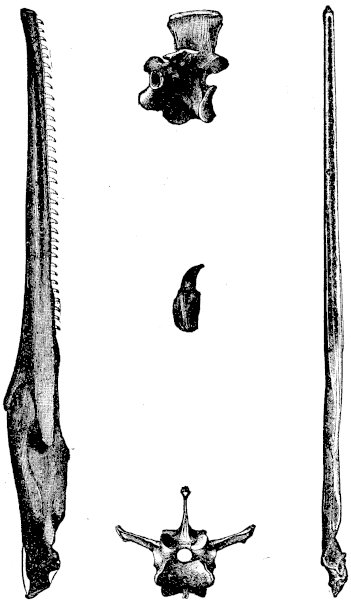 FIG. 4.—HESPERORNIS REGALIS (Marsh).  Side and upper views of half the lower jaw; side and end views of a vertebra and a separate tooth.