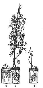 FIG. 163.—Water cultures of buckwheat: 1, with all the food elements; 2, without potash; 3, without nitrates.