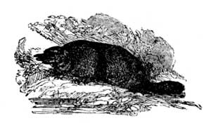 Duck-billed Platypus