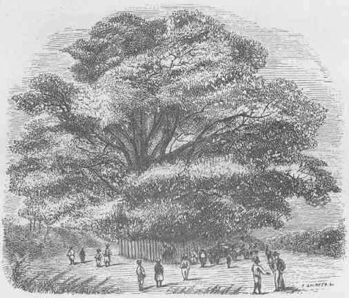 Cook's Tree