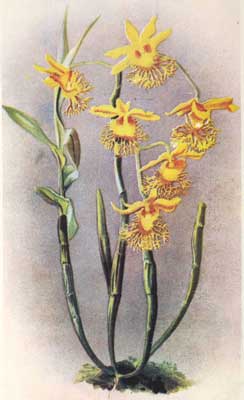 Dendrobium Brymerianum.