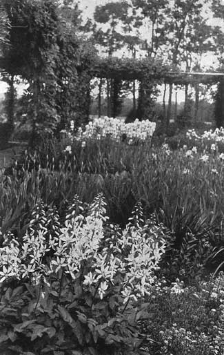 Fraxinella, German Iris and Candy-tuft.