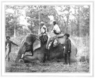 TIGRESS ALSO IS SLAIN THE BODY BORNE BACK TO CAMP ON ONE OF THE PAD-ELEPHANTS