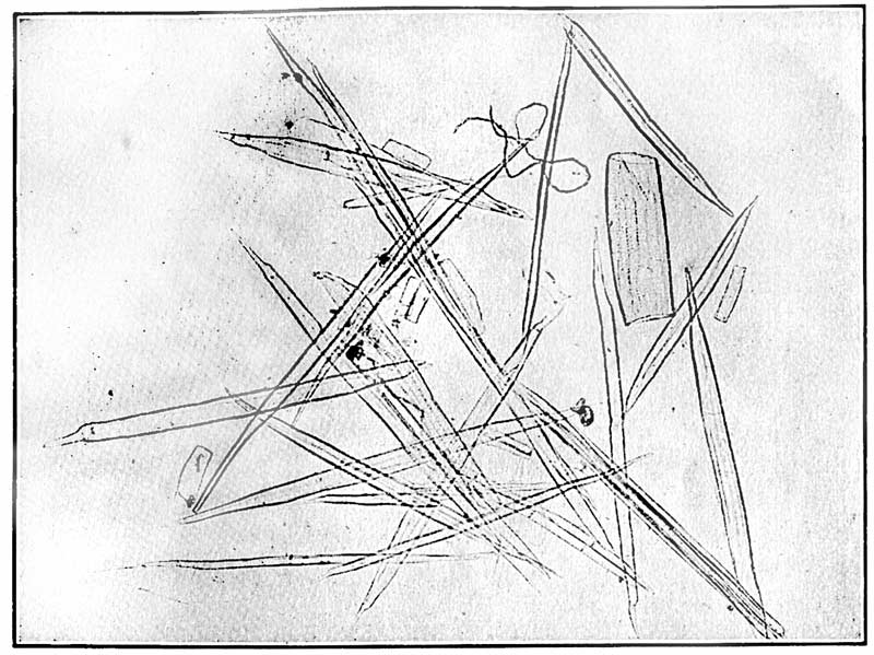 Fiber derived from the woody portion of the hurds. ×75. From a microphotograph.