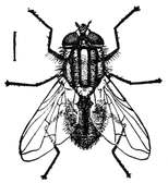 Fig. 3.--The true house fly. Enlarged.