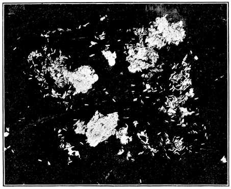 Fig. 4.--Eggs of the house fly. About natural size. (Newstead.)