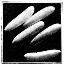 Fig. 5.--Eggs of the house fly. Highly magnified. (Newstead.)