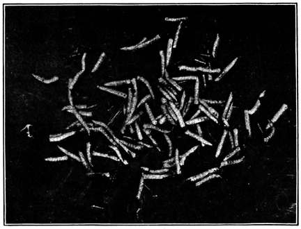 Fig. 6.--Larvæ , or maggots, of the house fly.  About natural size. (Newstead.)