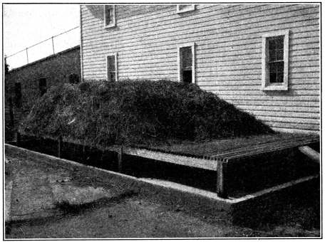 Fig. 9.--A maggot trap for house-fly control. View showing the concrete basin containing water in which larvæ are drowned, and the wooden platform on which manure is heaped. (Hutchison.)