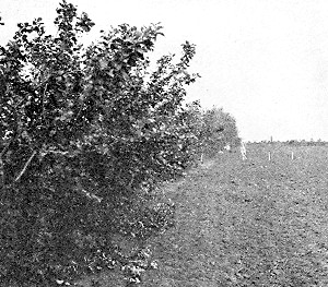 Apple tree windbreak at Devil's Lake Nursery. Hibernal in the foreground. Patten's Greening in the distance.
