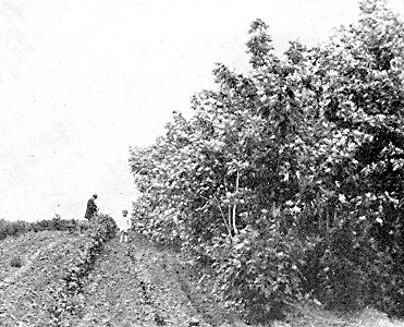 Soft, or Silver, Maple windbreak—to be succeeded by permanent windbreak of Bur Oak—shown growing between man and boy.