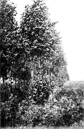 Norway Poplar windbreak at Devil's Lake, N. D.