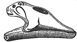 Fig. 7.—Manatee of Stevens.