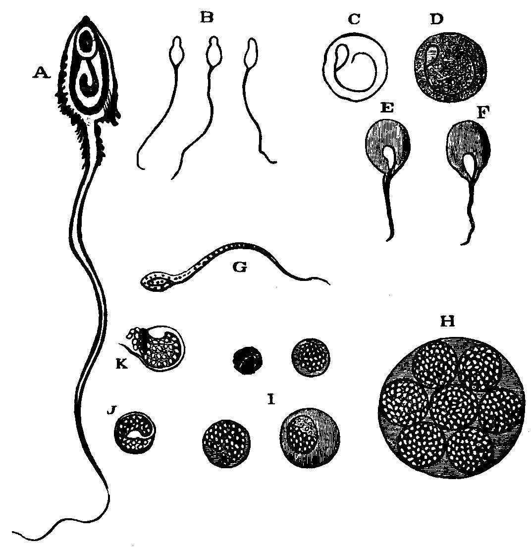 Illustration: Fig. 1.