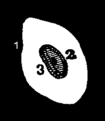 Illustration: Fig. 4.