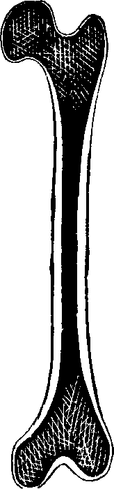 Illustration: Fig. 8. Thigh-bone, sawn open lengthwise.