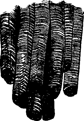 Illustration: Fig. 19. Muscular fillers highly magnified.