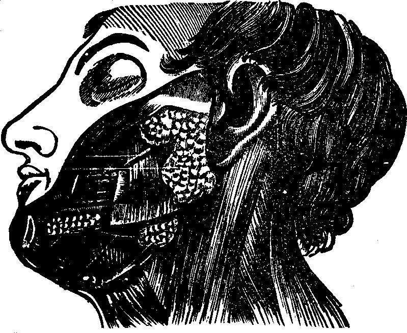 Illustration: Fig. 27. The salivary glands. 