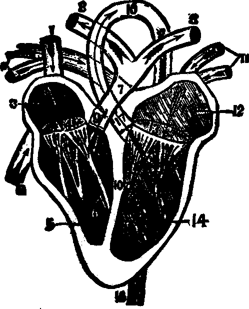 Illustration: Fig. 41.