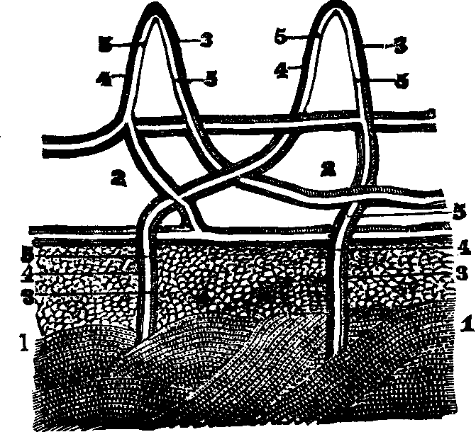 Illustration: Fig. 47. A section of the skin, showing its arteries and veins.