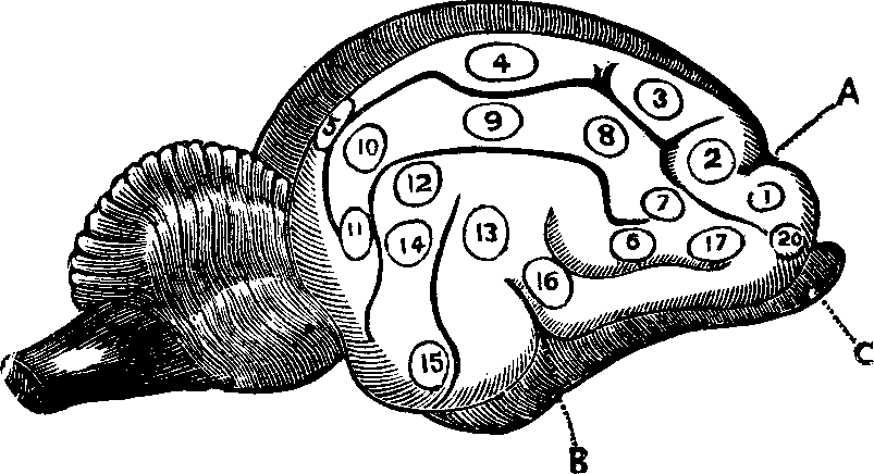 Illustration: Fig. 77. Side view of the brain of a Cat. 