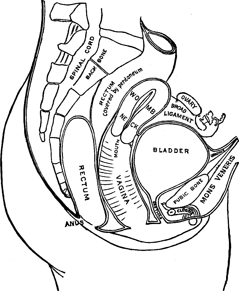 Illustration: Fig. 102. Outline of the Female Urinary and Generative Organs.