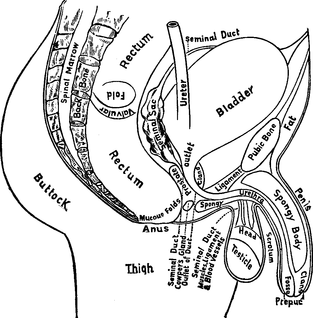 Illustration: Fig. 103. Outline of the Male Reproductive Organs.