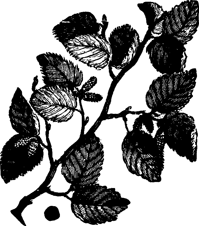 Illustration: Fig. 113. Tag Alder. 