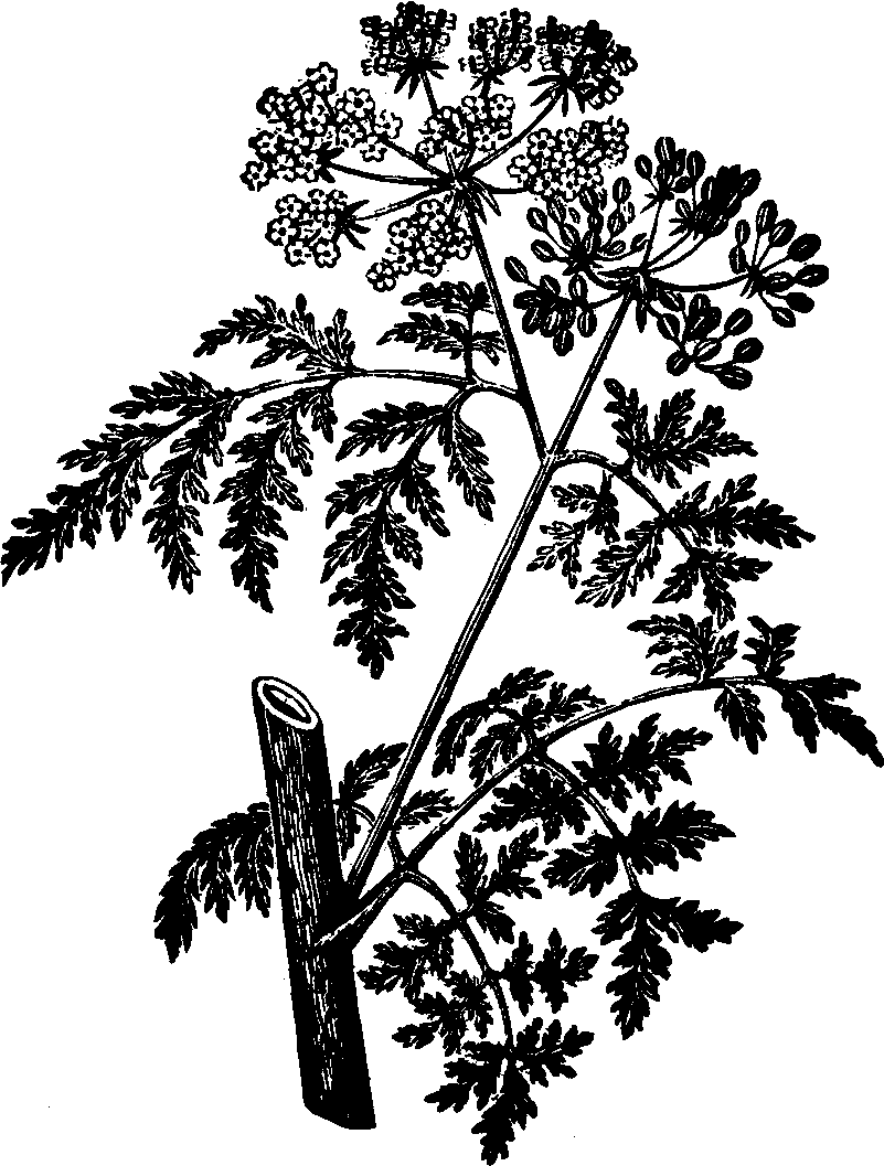 Illustration: Fig. 116. Poison Hemlock. 