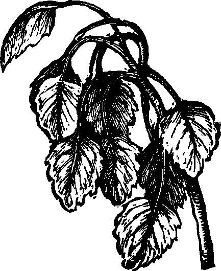 Illustration: Fig. 118. Aspen.