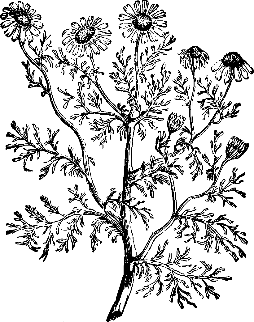 Illustration: Fig. 129. May-flower. 