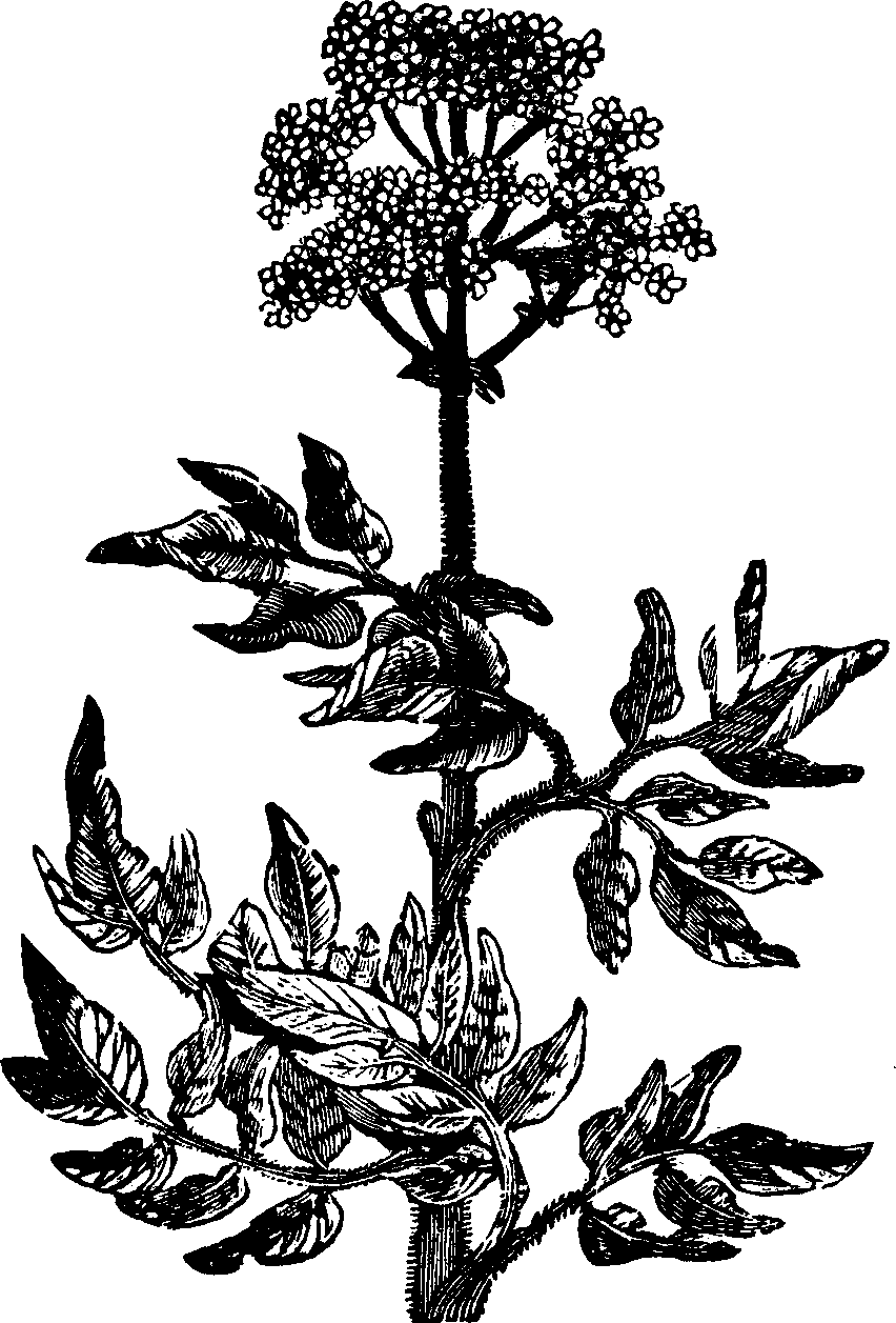 Illustration: Fig. 130. Marsh-mallow. 