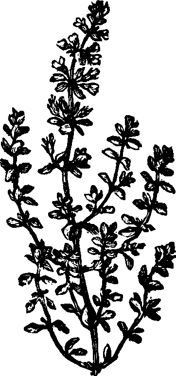 Illustration: Fig. 133. Pennyroyal. 