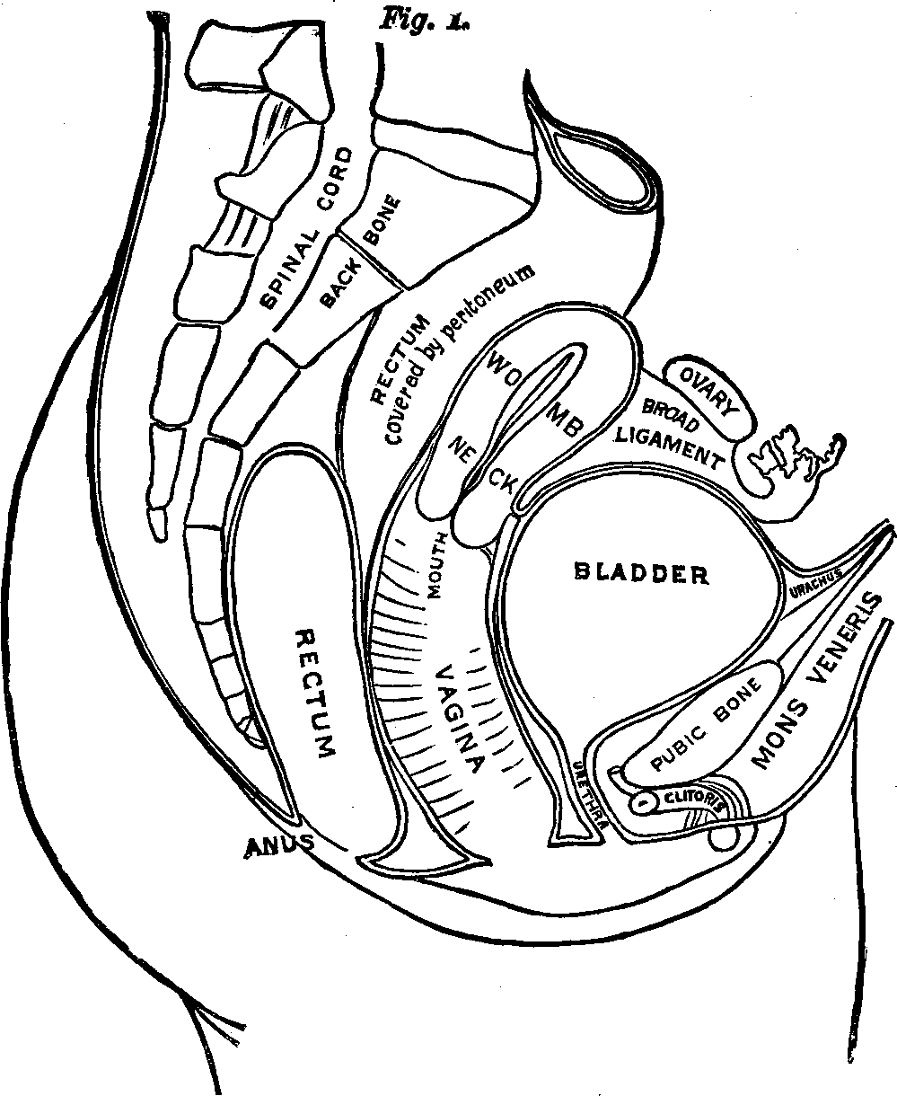 Illustration: OUTLINE OF THE FEMALE URINARY AND GENERATIVE ORGANS.  The above cut is introduced here to assist in conveying a correct idea of the Urinary and Generative Organs of Woman, their form and relative positions, together with the bones, muscles and other tissues forming the cavity of the pelvis in which the organs rest, and by which they are protected. By dividing that portion of the body directly through the middle from before backward, we first cut through the cushion of fat (mons veneris) covering the pubic bone, then in succession the bone, bladder, womb, vagina, rectum, front half of spine, spinal marrow, rear half of spine, and lastly the muscles and skin. Just underneath the bone in front is revealed that sensitive organ, the clitoris, a facsimile of the male organ in miniature, the head of which protrudes, while the body is covered with tissue, but is readily traced with the finger. Further back is the urethra, or water passage, which is one and a half inches long. Next is the vagina. When closed, its mucous lining is folded in upon itself, and requires dilating in order to be cleansed and to apply remedies. On the vagina rests the hollow, pear-shaped womb, the small end of which protrudes into the vagina, and in which is a small opening, leading through the neck into the cavity of the organ. On either side of the womb, near its top, are the Fallopian tubes leading to the ovaries, situated between the womb and hip bones. At every menstruation these organs throw off a germ-cell, which passes through the Fallopian tubes into the uterine cavity.