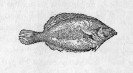 A flounder