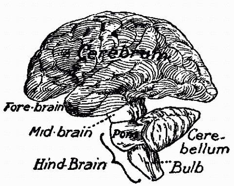 Fig. 130