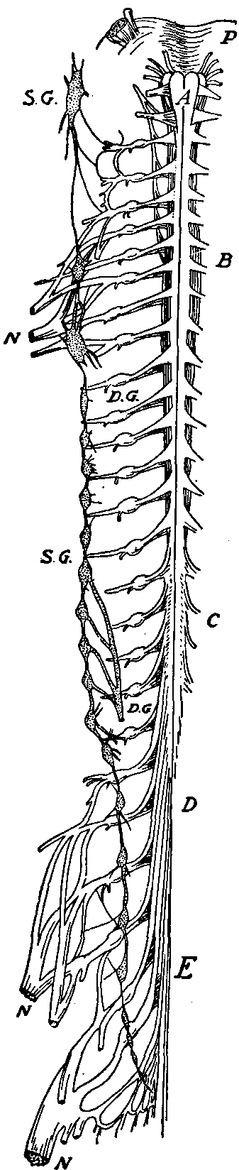 Fig. 133