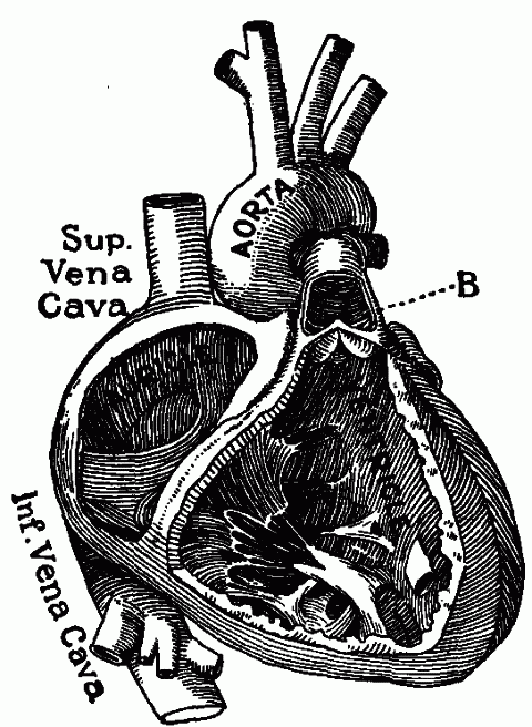 Fig. 16