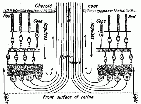 Fig. 160