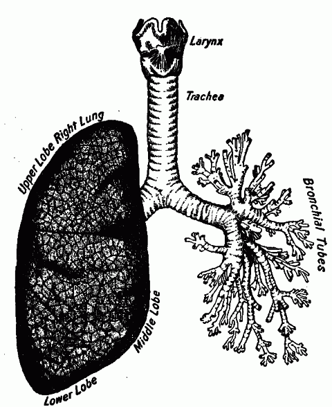 Fig. 33