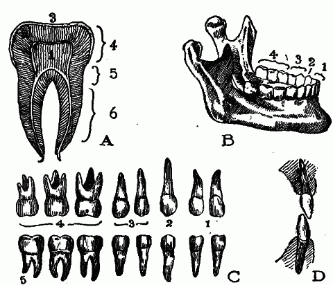 Fig. 65