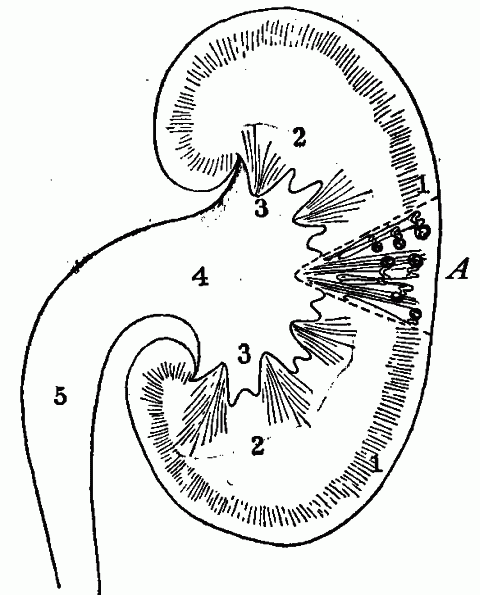 Fig. 88