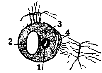 Fig. 95