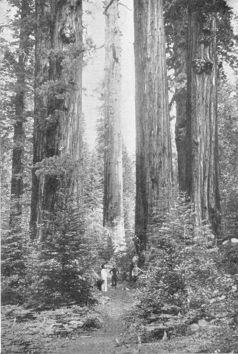 THE GIANTS OF THE FOREST AND THE MEN WHO SAFEGUARD THEM.