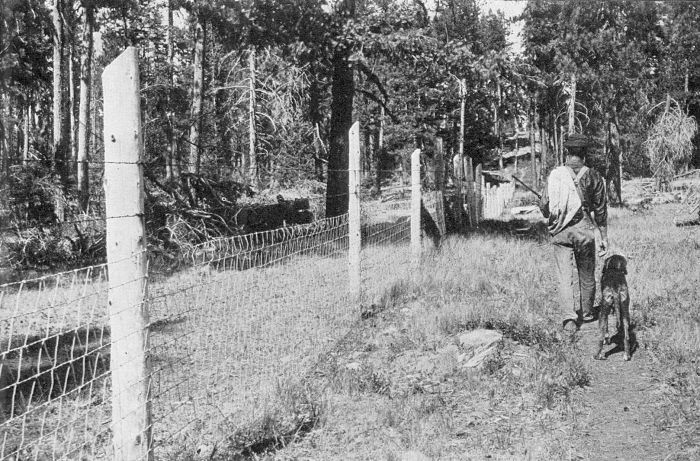 PATROLLING A COYOTE FENCE.