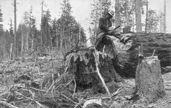 MEASURING A FAIR-SIZED TREE.