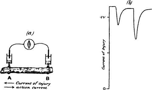 Fig. 6.—(a) Experiment for Exhibiting Electric Response in Plants by Method of Negative Variation. (b) Responses in Leaf-stalk of Turnip to Stimuli of Two Successive Taps, the Second being Stronger.