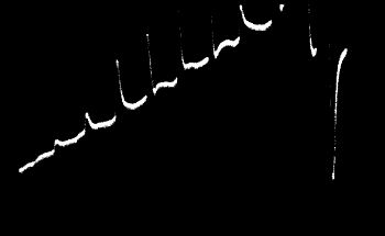 Fig. 28. Abnormal Positive passing into Normal Negative in a Stale Specimen of Leaf-stalk of Cauliflower